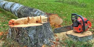 Best Tree and Shrub Care  in Westminster, CA