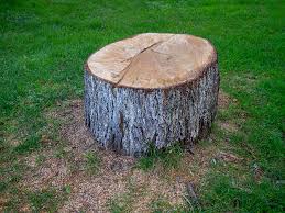 Best Commercial Tree Services  in Westminster, CA