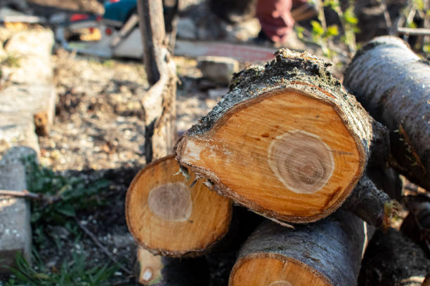 How Our Tree Care Process Works  in  Westminster, CA