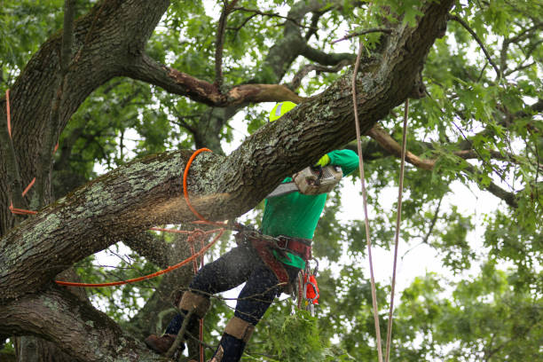 Best Tree Preservation Services  in Westminster, CA