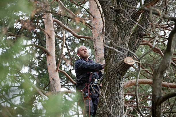 Best Emergency Tree Removal  in Westminster, CA