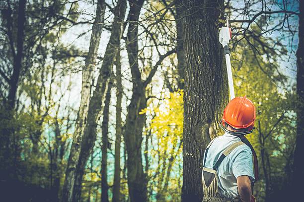 Best Tree Cabling and Bracing  in Westminster, CA