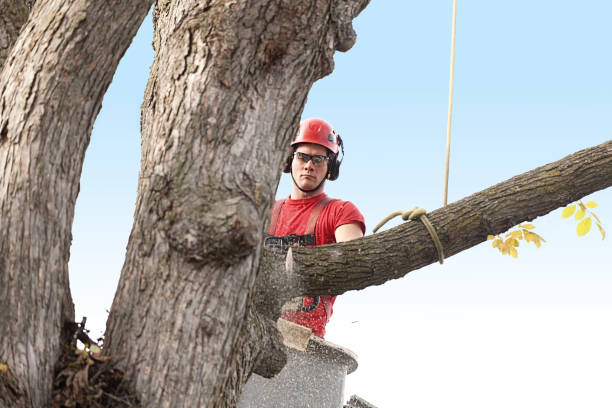Best Tree Maintenance Programs  in Westminster, CA