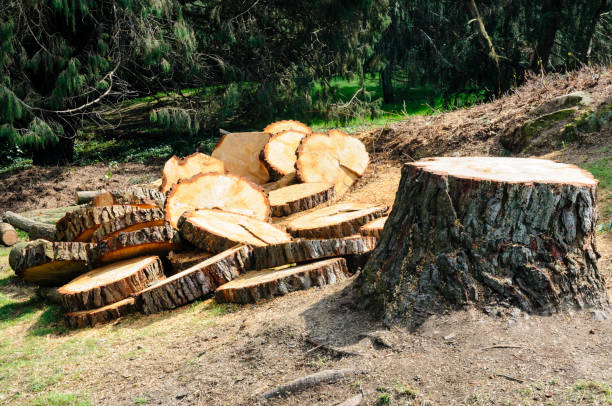 Trusted Westminster, CA Tree Care Experts